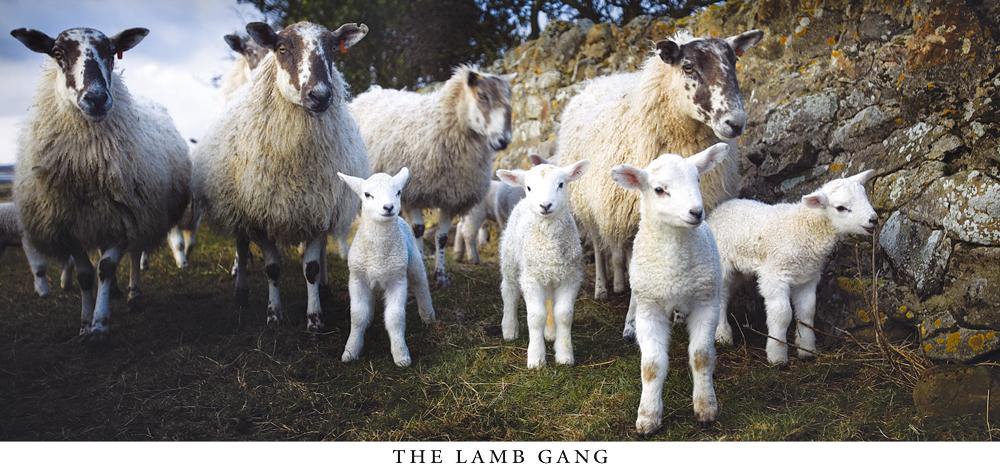 The Lamb Gang postcard | Great Stuff from Cardtoons