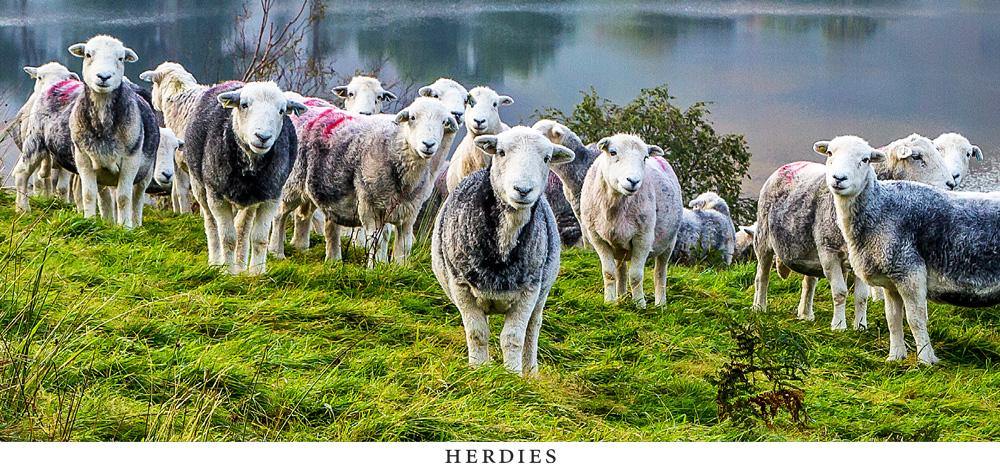 Herdies postcard | Great Stuff from Cardtoons