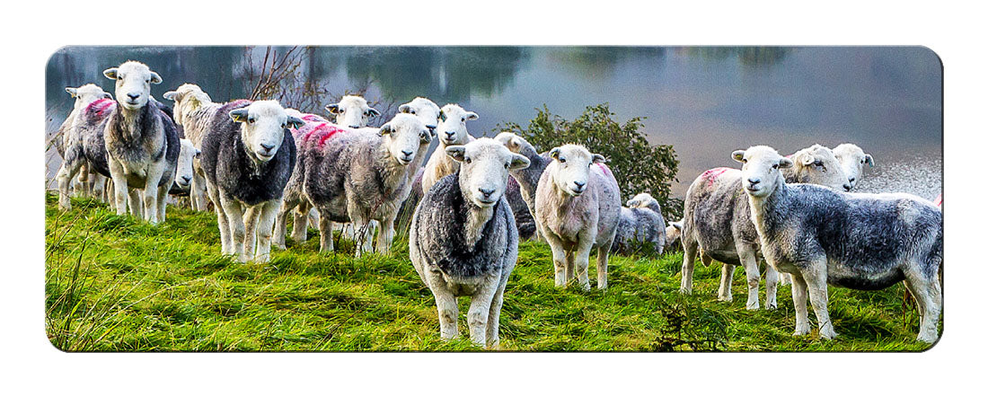 Herdies panoramic fridge magnet | Great Stuff from Cardtoons