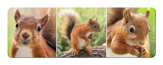 Squirrels panoramic fridge magnet | Great Stuff from Cardtoons