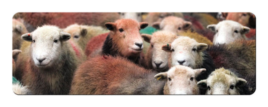 Herdwick Gang panoramic fridge magnet | Great Stuff from Cardtoons