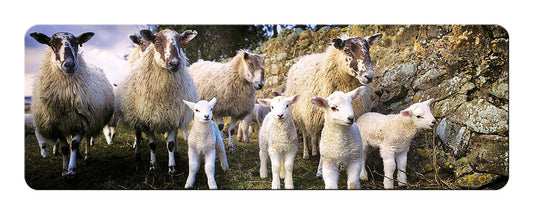 "The Lamb Gang" panoramic fridge magnet | Great Stuff from Cardtoons